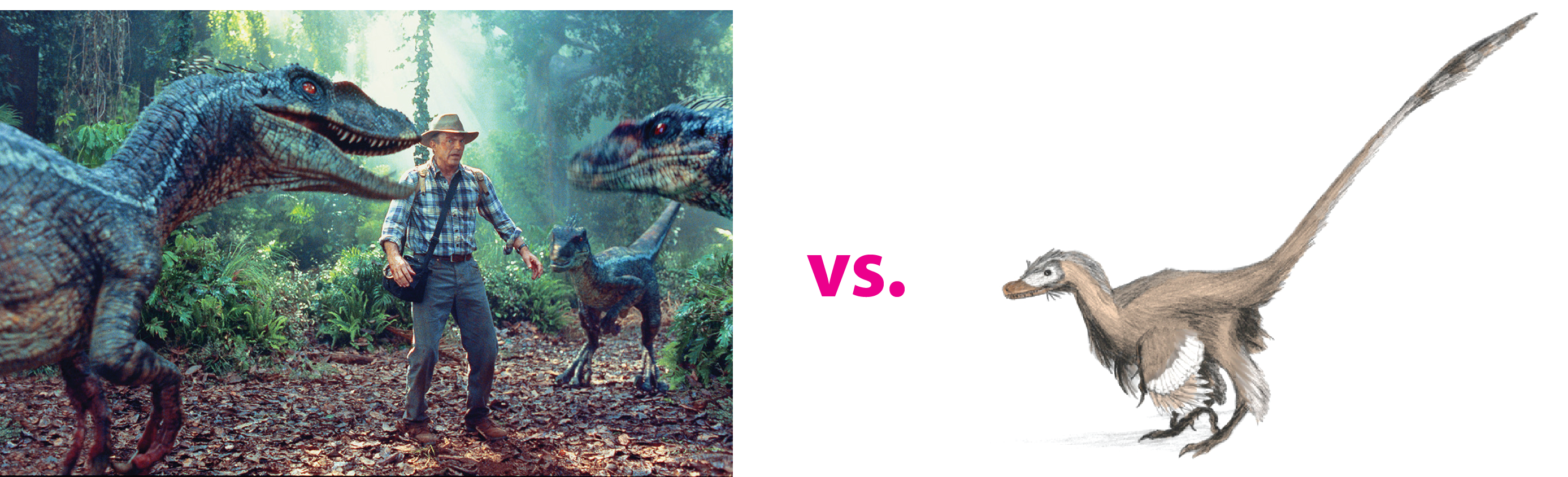Velociraptor - Film und echt