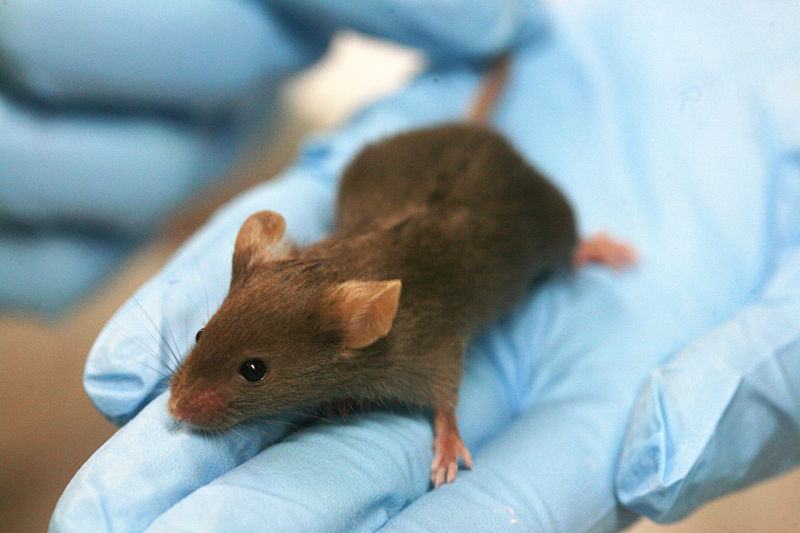 800px-Lab_mouse_mg_3263